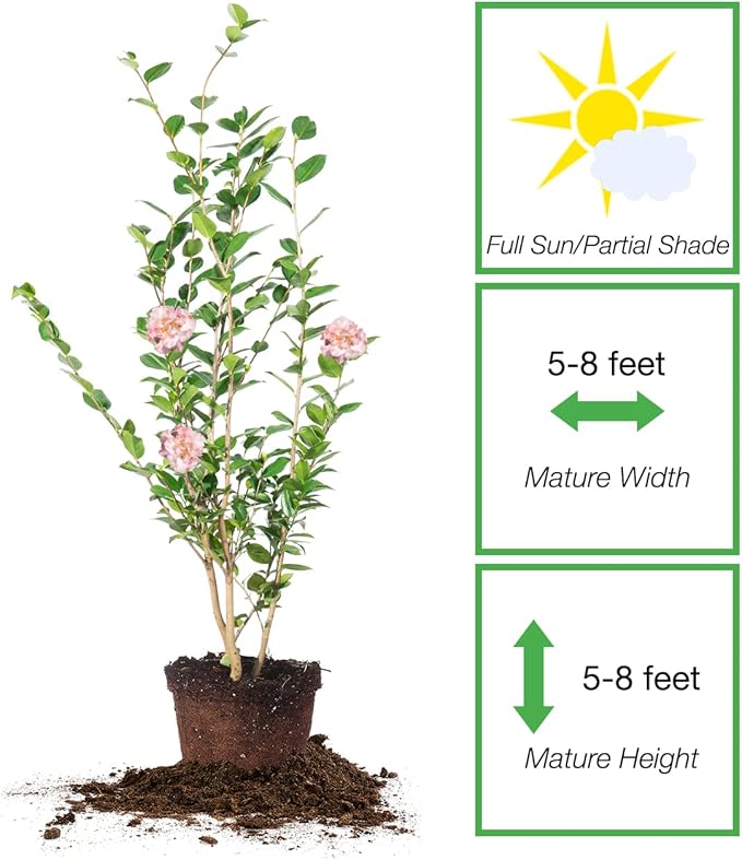 PERFECT PLANTS Live High Fragrance Camellia in 3 Gallon Grower's Pot | Evergreen Perennial That Loves Shade | Air Purifier with Beautiful Flowers and Sweet Blossom Scent