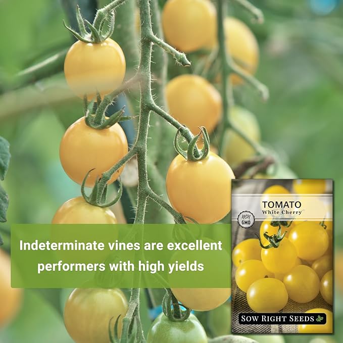 Sow Right Seeds - White Cherry Tomato Seed for Planting - Non-GMO Heirloom Packet with Instructions to Plant a Home Vegetable Garden - Pale Yellow Snacking Variety - Indeterminate Variety
