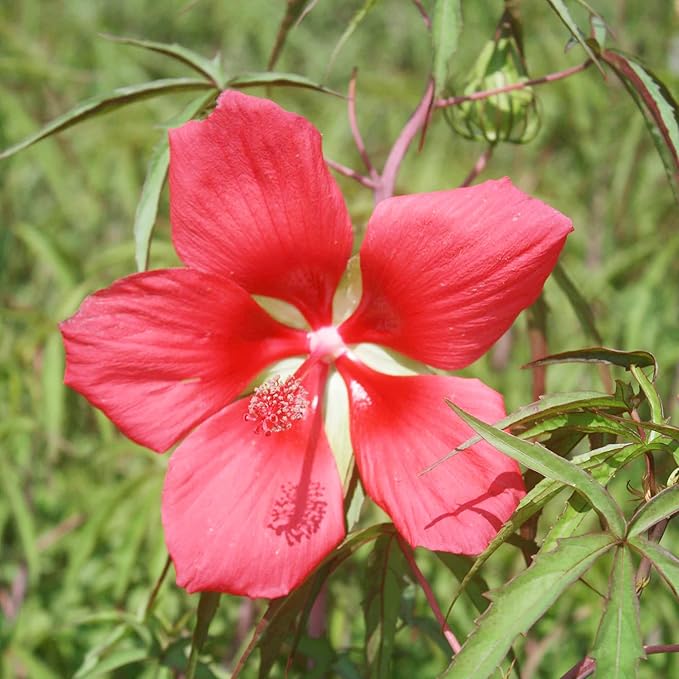 Texas Star Hibiscus Seeds Hibiscus Coccineus Tolerate Wet Soil Attract Pollinators Large Showy Flowers Patio Garden Outdoor 15Pcs Flower Seeds by YEGAOL Garden