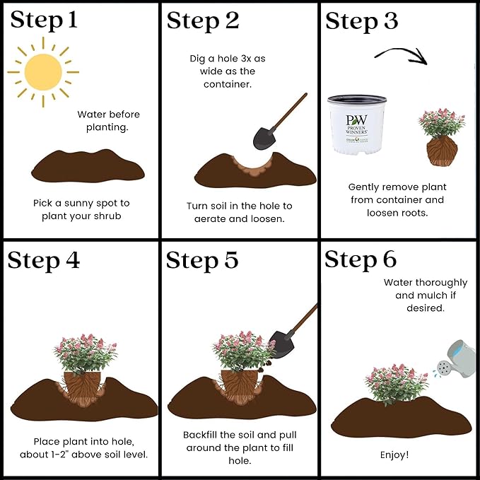 2 Gal Proven Winners Little Quick Fire Hydrangea, Rich Pink and Creamy White