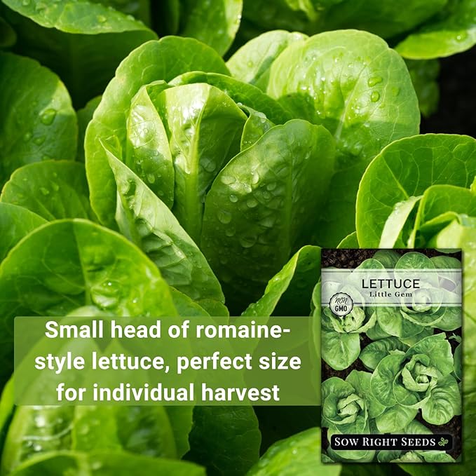 Sow Right Seeds - Little Gem Lettuce Seeds for Planting - Non-GMO Heirloom Packet with Instructions to Plant a Home Vegetable Garden - Outdoors or Indoors Hydroponics - Miniature Romaine Variety (1)