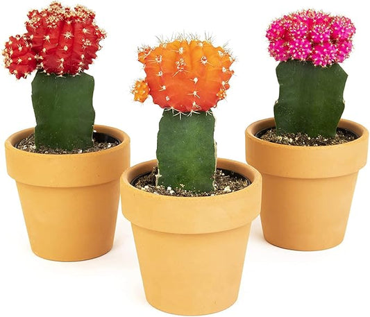 Grafted Cactus Plants Live in Clay Pots for Plants (3 PK), Live Cactus Plant in Cactus Soil Potting Mix, Live Mini Cactus Succulents Plants Live Cacti, Live Succulents in Cactus Pot by Plants for Pets