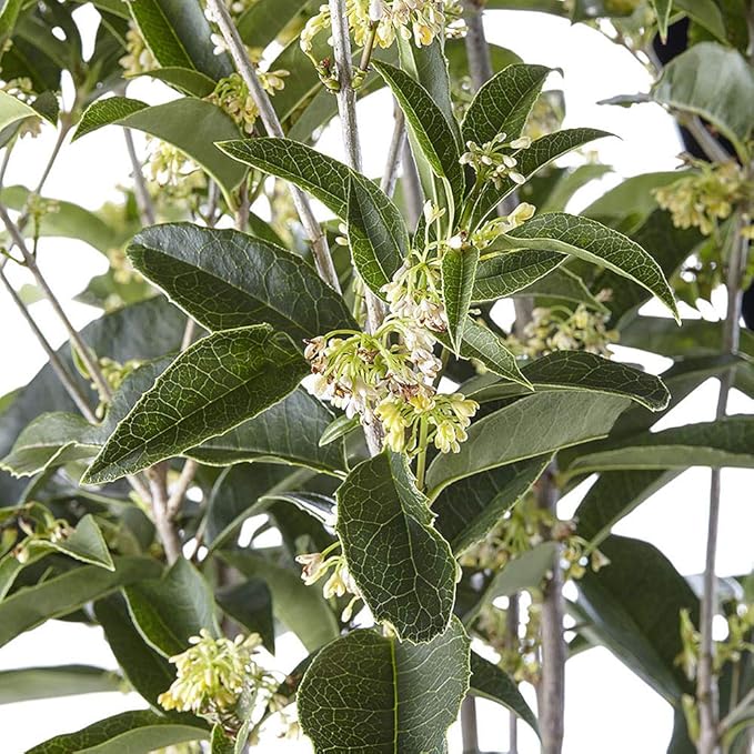 Shrub Tea Olive Osmanthus 2.25 Gal, White Blooms