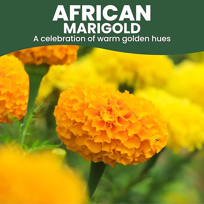 African Marigold Crackerjack - Bulk 1/4 Pound Pouch - 40,000 Flower Seeds for Planting - Tagetes erecta