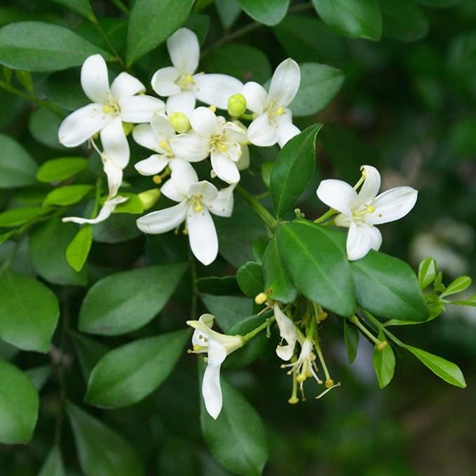 Murraya Paniculata Seeds Orange Jessamine Broadleaf Evergreen Tree or Shrub Fragrant Ornamental Fruit Hedge Screen Outdoor 5Pcs Flower Seeds by YEGAOL Garden