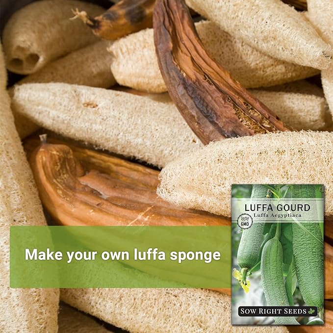 Sow Right Seeds - Luffa Gourd Seed for Planting - Non-GMO Heirloom Packet with Instructions to Plant a Home Vegetable Garden - Grow Your Own Loofah Sponge at Home - Show Off Unique Gourds (3)