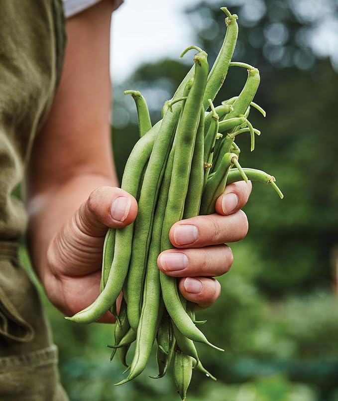 Burpee Blue Lake 274 Bush Bean Seeds 8 ounces of seed