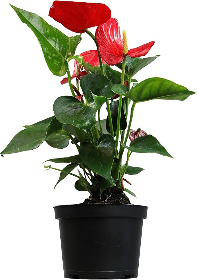 6" Red Anthurium Live Plant Decor, Live House Plants, Anthuriums Live Plants Indoor Plants Live Houseplants, Real Plants Indoor Live Plants, Easy Plant Lover Gifts for Plant Lovers by Plants for Pets