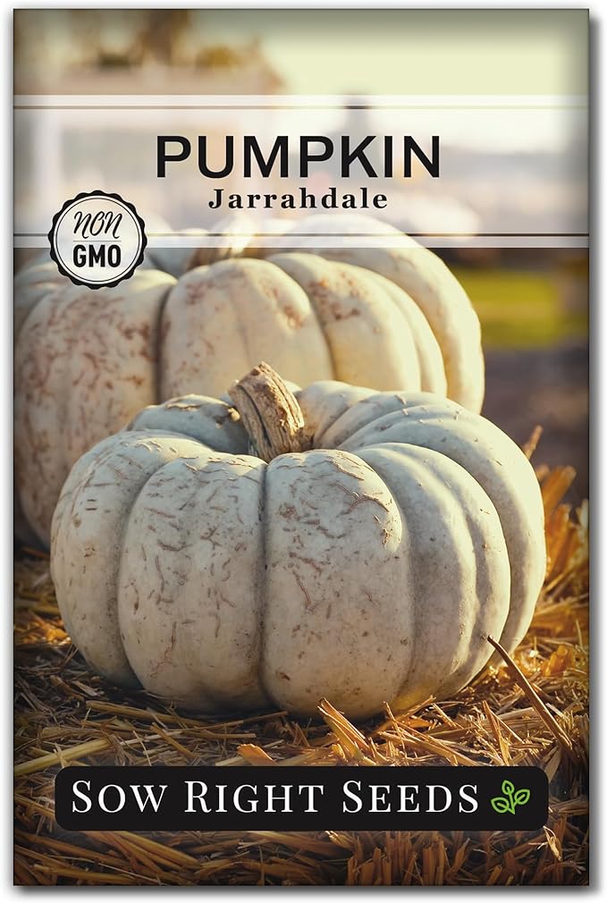 Sow Right Seeds - Jarrahdale Pumpkin Seeds for Planting - Non-GMO Heirloom Packet with Instructions to Plant & Grow an Outdoor Home Vegetable Garden - Unique Grey Blue Variety - Fall Decor (1)