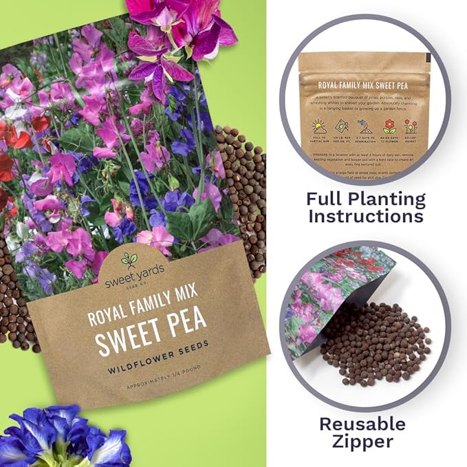 Sweet Pea Seeds Royal Mix - Bulk 1/4 Pound Bag - Over 1,400 Seeds - Large Fragrant Lavender, Purple, Red, Pink and White Blooms