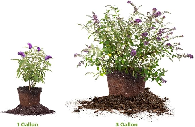 PERFECT PLANTS Nanho Butterfly Shrub 1 Gallon | Live Bush for Outdoor Planting | Attracting Pollinators Like Butterflies, Bees, and Hummingbirds | Gorgeous Purple Flowers in Spring