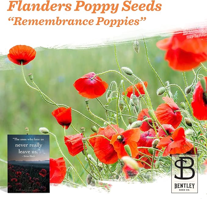 Bentley Remembrance Poppy Seeds - The Ones Who Love Us Never Really Leave Us - Non-GMO Memorial Funeral Keepsake Favor Packets for Planting & Growing Plants in Memory