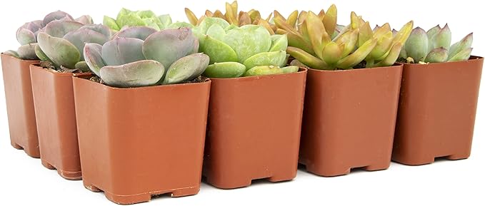 Succulents Plants Live (12PK) Potted Succulent Plants Live House Plants, Cactus Plants Live Plants Indoor Plants Live Houseplants, Indoor Plant Succulents Live Plant House Plant by Plants for Pets