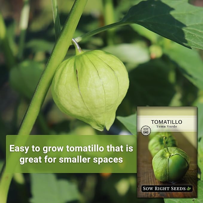 Sow Right Seeds - Toma Verde Tomatillo Seeds for Planting - Non-GMO Heirloom Packet with Instructions to Plant a Home Vegetable Garden - Mexican Husk Tomato - Ground Cherries Great for Salsa (2)