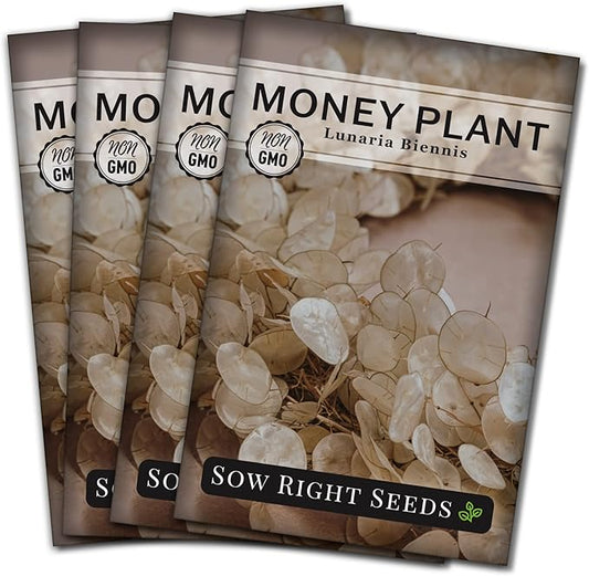 Sow Right Seeds - Money Plant Seeds - Honesty or Silver Coin Plant - Non-GMO Heirloom Seeds - Indoor or Outdoor - Full Instructions for Planting and Growing a Flower Garden - Great Gardening Gift (4)