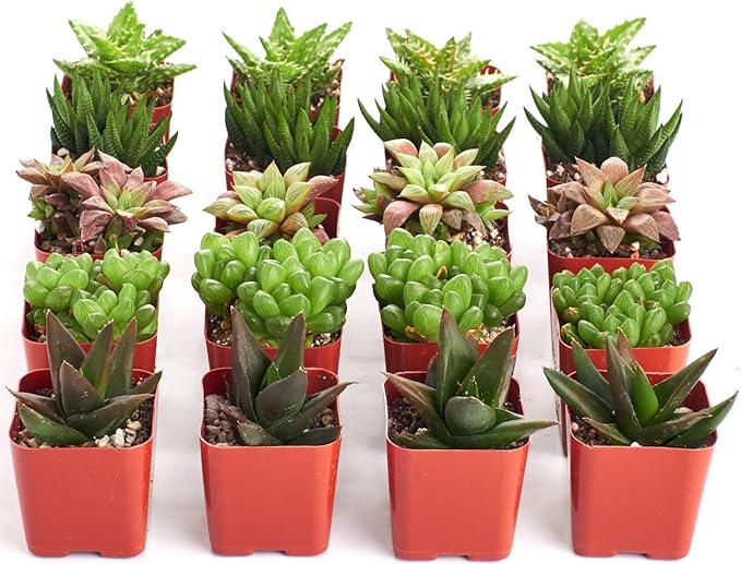 Shop Succulents | Haworthia Collection | Assortment of Hand Selected, Fully Rooted Alluring Miniature Aloe Live Indoor Succulent Plants, 20-Pack,