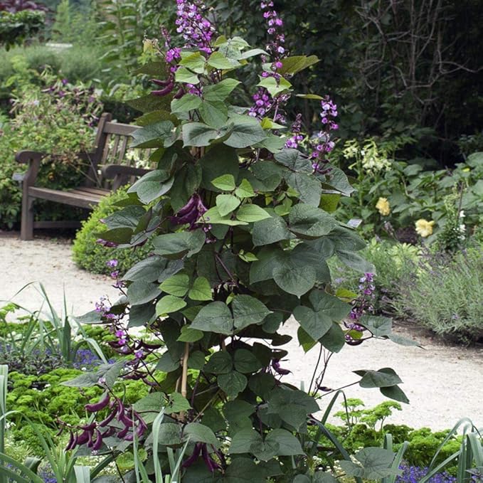 Outsidepride 100 Seeds Perennial Green Dolichos Lablab Hyacinth Bean Vine & Flower Seed for Planting