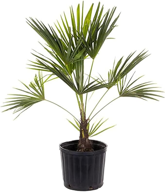 American Plant Exchange Live Windmill Palm Tree, Chusan Palm Tree, Plant Pot for Home and Garden Decor, 10" Pot