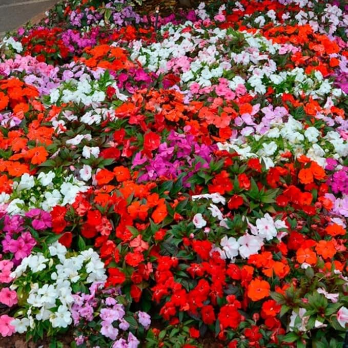 Mixed Impatiens Seeds for Planting - 300 Balsamina Balsam Camellia Impatiens Seeds Annual Flowers for Planting