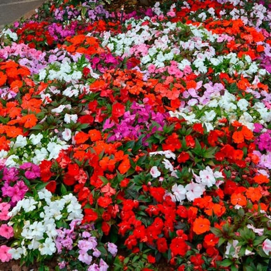 Mixed Impatiens Seeds for Planting - 300 Balsamina Balsam Camellia Impatiens Seeds Annual Flowers for Planting