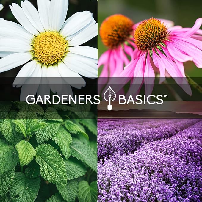 Gardeners Basics, Herbal Tea Seeds for Planting Indoors and Outdoors 5 Variety Packets Echinacea, Peppermint, Lavender, Chamomile and Lemon Balm - Great for Kitchen Herb Garden Heirloom Herb Seeds