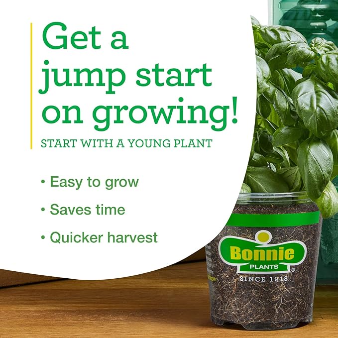 Bonnie PLANTS Habanero Pepper - 4 Pack Live Plants, 1 - 2" Fruits, 24 - 36" Tall Plants, Great for Sauces & Basting,Orange