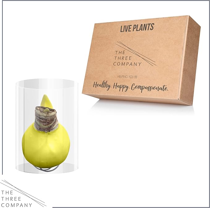 Waxed Amaryllis Bulb - Yellow Wax, White Blooms - Easy Care - No Watering Needed! Beautiful Spring Décor