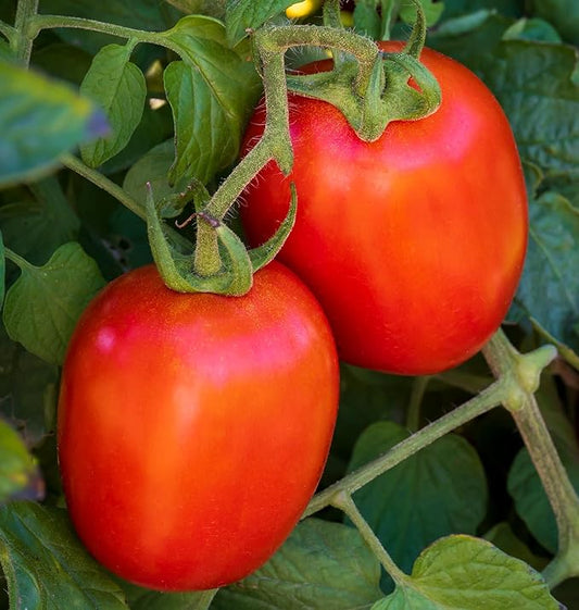 Burpee 'Fresh Salsa', Tomato Seeds, 30 Non-GMO Seeds