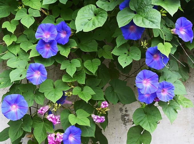 Climbing Vines Seeds - Colorful Mixture of Morning Blooming Vine, Nasturtium, Black Eyed Susan Vine and Sweet Pea Vines Seeds