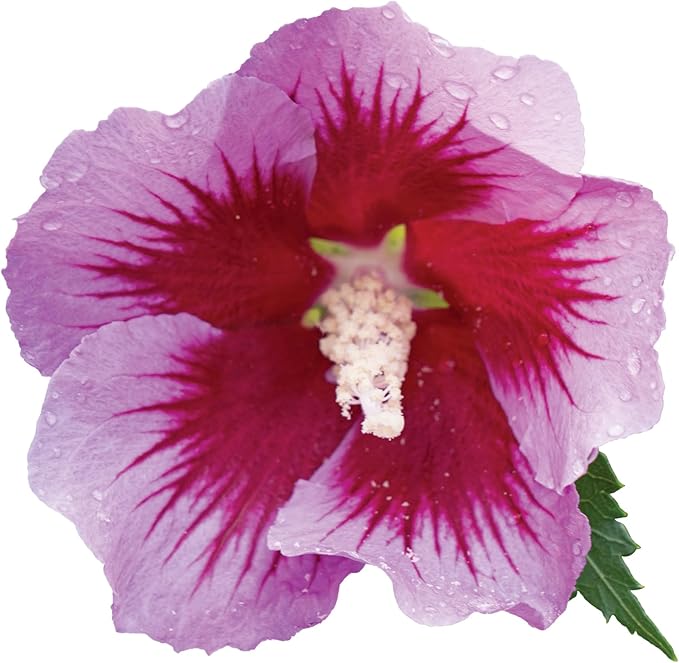 2 Gallon Proven Winners Hibiscus Purple Pillar Shrub