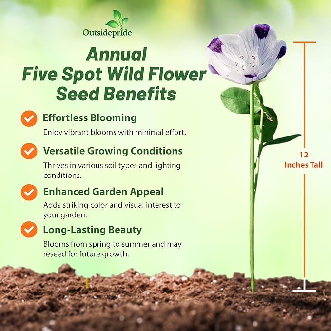 Outsidepride 5 lb. Annual Nemophila Five Spot Wild Flower Seeds for Planting