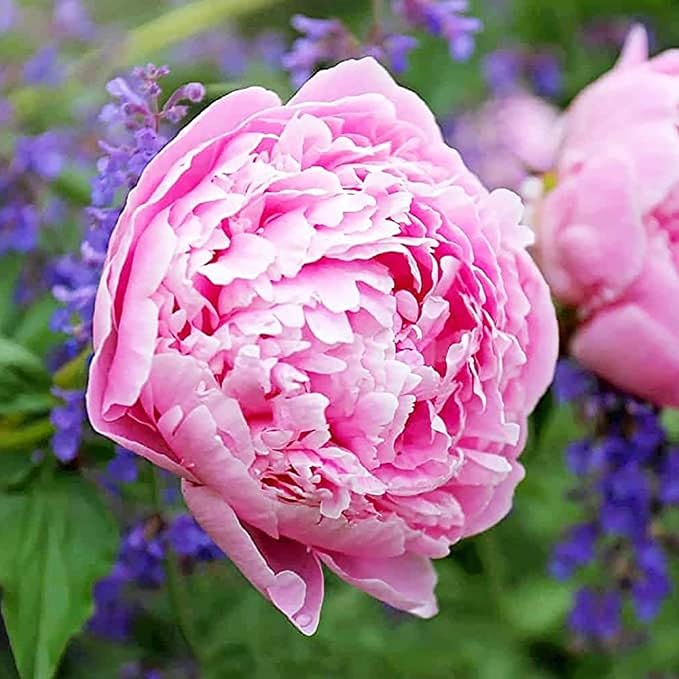 CHUXAY GARDEN Mix Peony Flower Seed 50 Seeds Pink Red White Beauty Flowers Perennial Flowering Plant Native Wildflower Beautiful Potted Plants