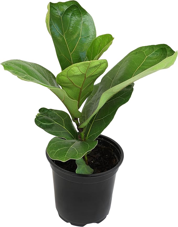Plants for Pets Ficus Lyrata Fiddle Leaf Fig Plant, House Plants Indoors Live Ficus Tree Live Plant, Fig Trees Live Plants Indoor Plants Live Houseplants Fig Plants Live in Planter Pot in Soil Mix