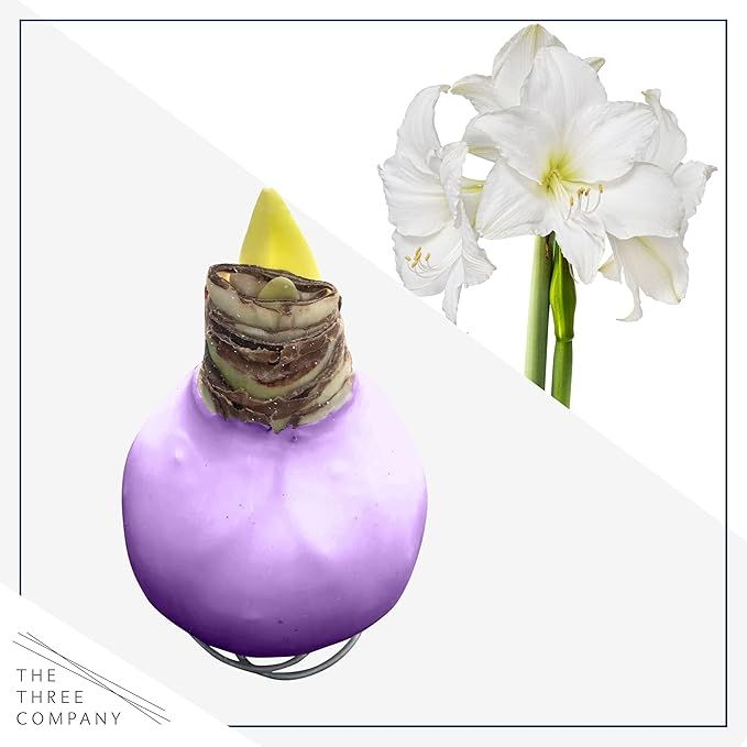 Waxed Amaryllis Bulb - Purple Wax, White Blooms - Easy Care - No Watering Needed! Beautiful Spring Décor