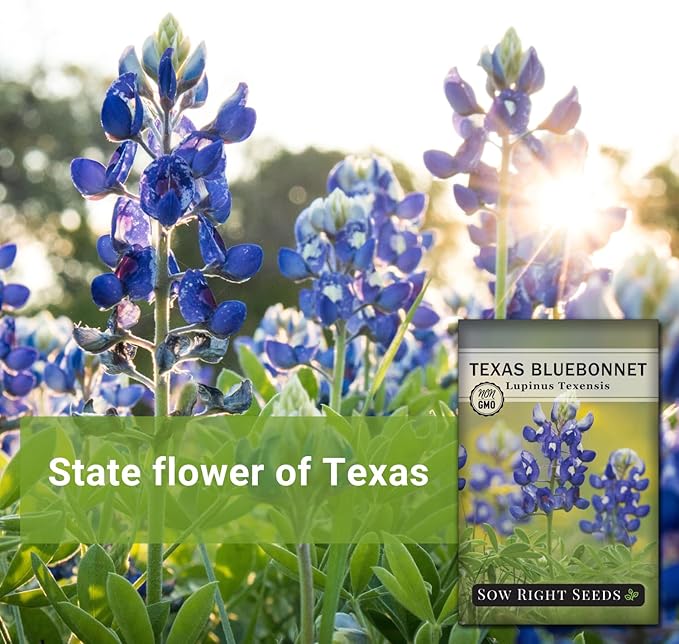 Sow Right Seeds - Texas Bluebonnet Seeds to Plant - Non-GMO Heirloom Seeds -Full Instructions for Planting - Beautiful Perennial Blue Blooms -Sweet Addition to Your Yard (3)