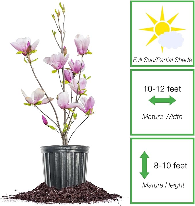 Jane Magnolia in 3 Gal. Grower's Pot | Beautiful Purple Early Spring Blooms | Easy Care | Dwarf Growth Habit
