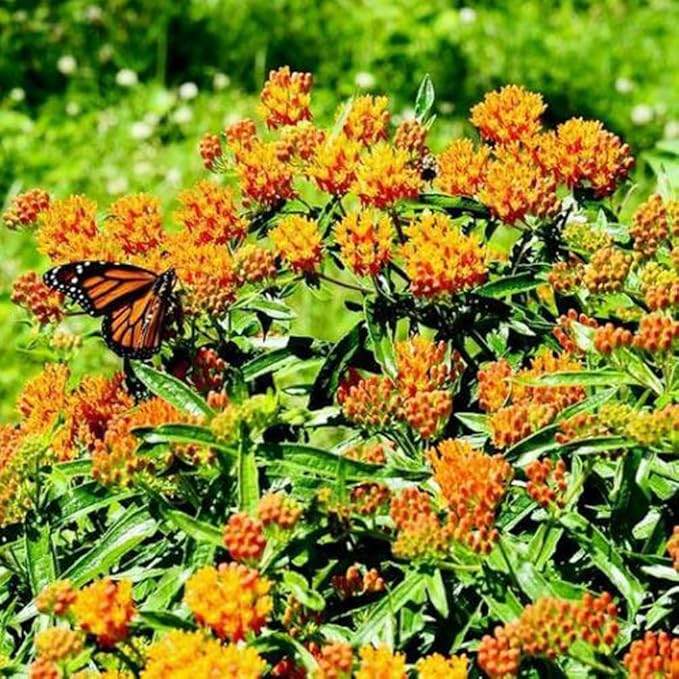 Butterfly Milkweed Perennial Monarch Host Plant Orange Flower Non-GMO 100 Seeds