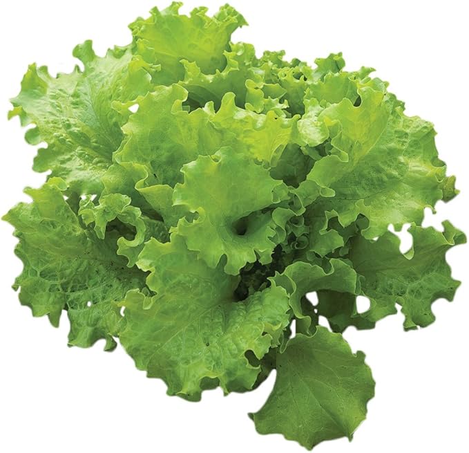 Burpee Black Seeded Simpson Lettuce Seed Tape 80 per tape