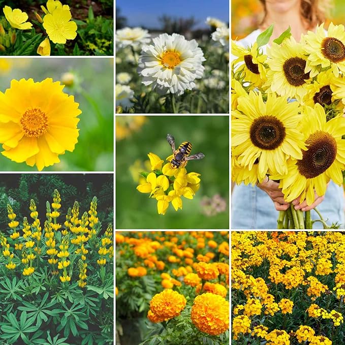 Eden Brothers Ole Yeller Wildflower Mixed Seeds for Planting, 1 lb, 480,000+ Seeds with African Marigold, Sunflower | Attracts Pollinators, Plant in Spring or Fall, Zones 3, 4, 5, 6, 7, 8, 9, 10