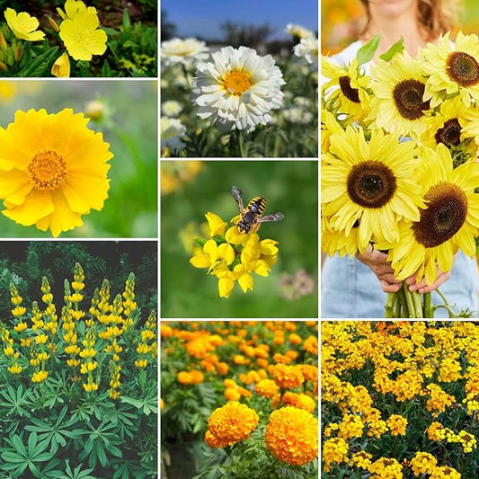 Eden Brothers Ole Yeller Wildflower Mixed Seeds for Planting, 1 lb, 480,000+ Seeds with African Marigold, Sunflower | Attracts Pollinators, Plant in Spring or Fall, Zones 3, 4, 5, 6, 7, 8, 9, 10