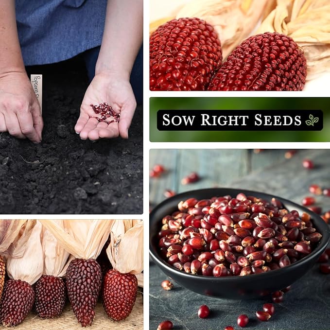 Sow Right Seeds - Strawberry Pop Corn Seed for Planting - Non-GMO Heirloom Packet with Instructions to Plant a Home Vegetable Garden - Grow Your Own Popping Kernels - Short Red Variety (1)