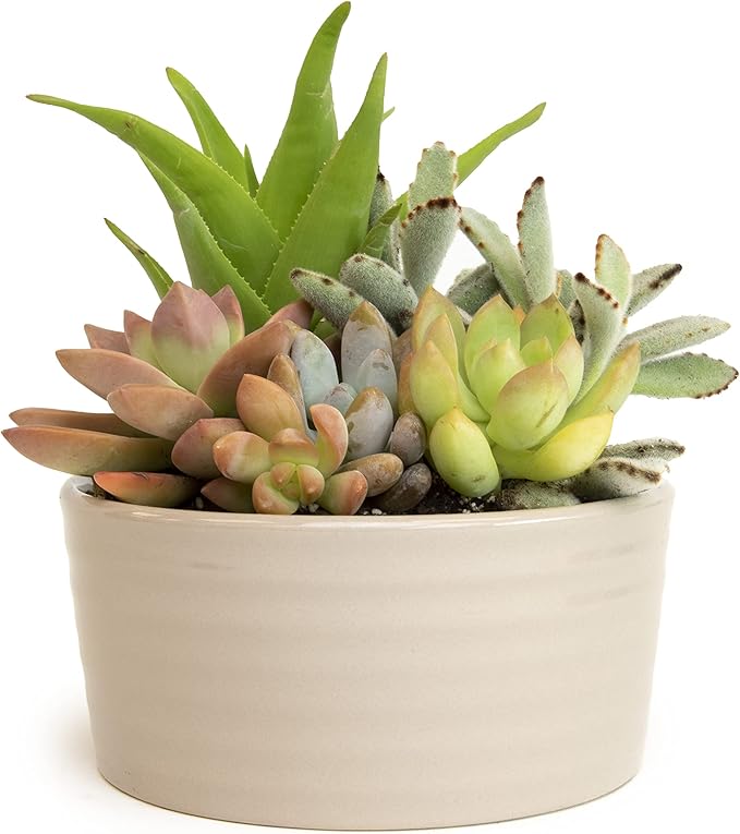 Succulents Plants Live in Garden Succulent Planters, Live Succulent Plants Live Plants in Taupe Planter Pot, Live Succulents Unique Gardening Gifts for Plant Lovers, Succulent Gifts by Plants for Pets