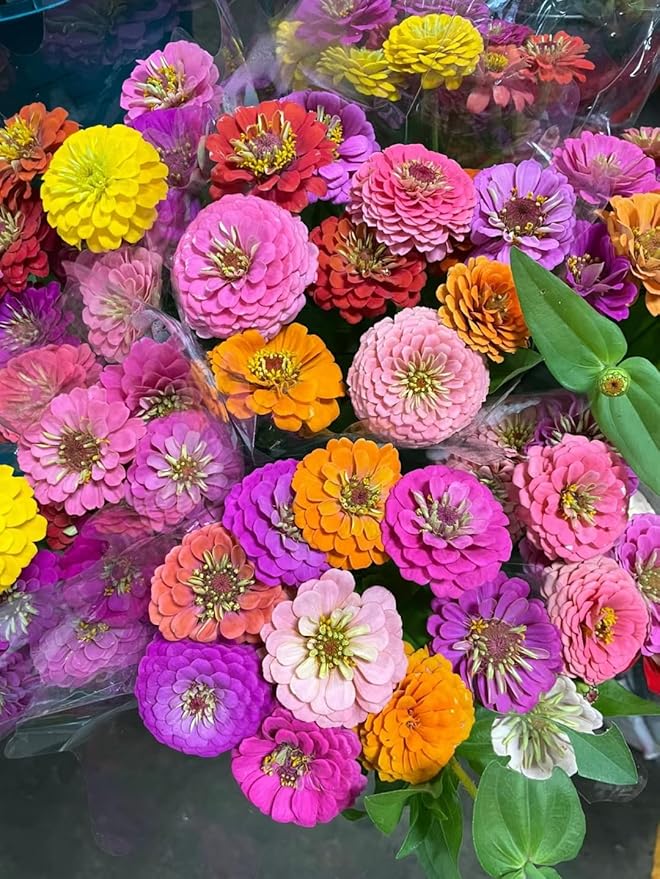 1000+ Mixed Zinnia Seeds for Planting Outdoors, Non-GMO, Heirloom, Beautiful Zinnia Flower Seeds - Attract Bees, Butterflies, Hummingbirds, Pollinators, Easy to Plant and Maintain