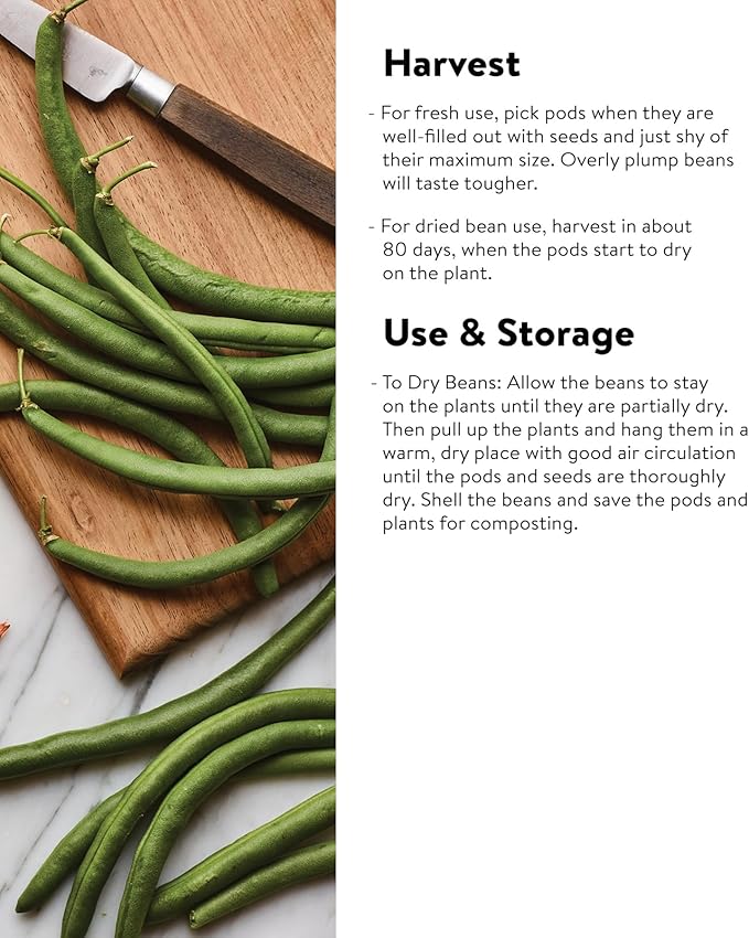 Burpee Stringless Green Pod Bush Bean Seeds 8 ounces of seed