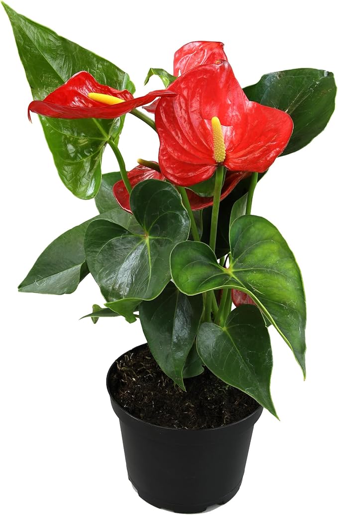 6" Red Anthurium Live Plant Decor, Live House Plants, Anthuriums Live Plants Indoor Plants Live Houseplants, Real Plants Indoor Live Plants, Easy Plant Lover Gifts for Plant Lovers by Plants for Pets