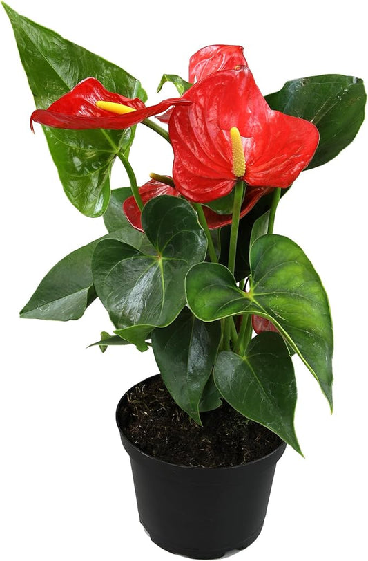 6" Red Anthurium Live Plant Decor, Live House Plants, Anthuriums Live Plants Indoor Plants Live Houseplants, Real Plants Indoor Live Plants, Easy Plant Lover Gifts for Plant Lovers by Plants for Pets