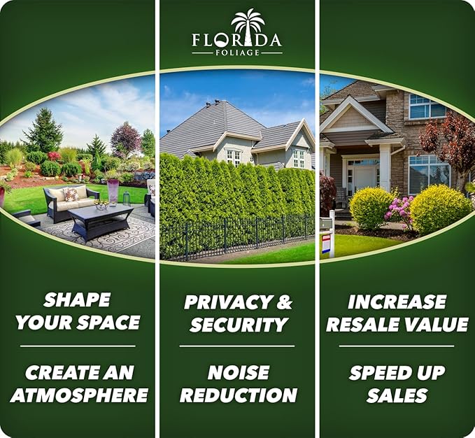 Liriope Super Blue | 20 Live Plants | Liriope muscari 'Super Blue' | Ornamental Ground Cover Plants | Shade-Tolerant Landscaping Perennial