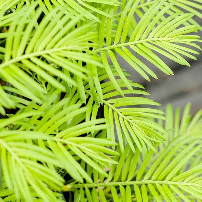 Perfect Plants Spreading Yew Cephalotaxus Live Plant, 1 Gallon, Includes Care Guide