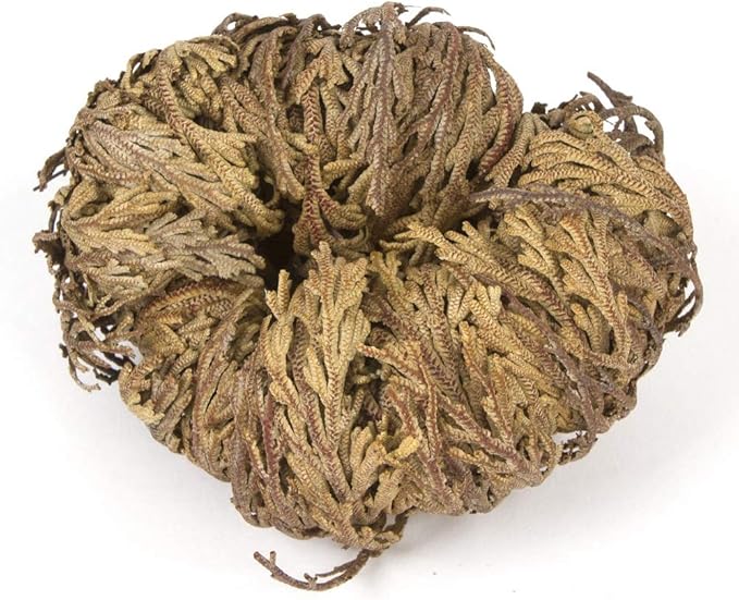 Incense Garden Rose of Jericho Flower The Resurrection Plant (6 Roses)