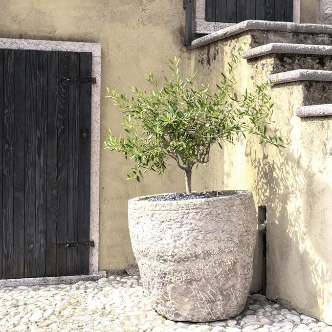 PERFECT PLANTS Arbequina Olive Live Plant, 4-5ft, Includes Care Guide